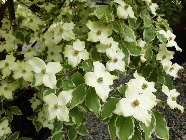Cornus kousa 'Wolf Eyes'