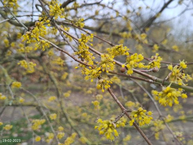 Cornus mas 'Tricolor'