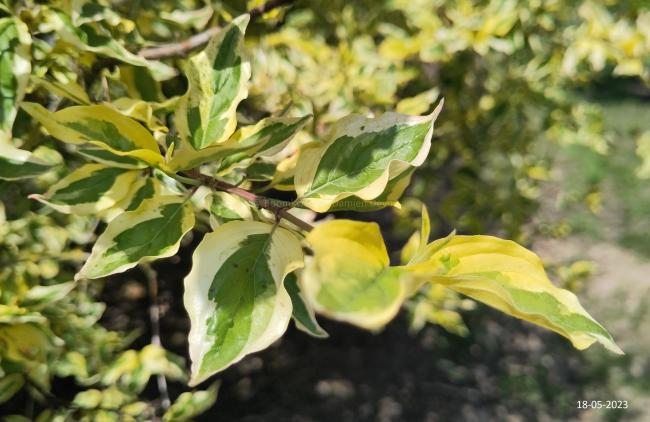 Cornus mas 'Tricolor'