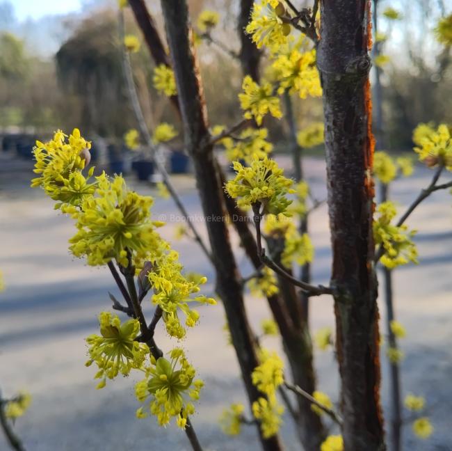 Cornus officinalis