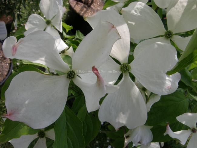Cornus rutgersensis 'Ruth Ellen' (C. 'Rutlan')