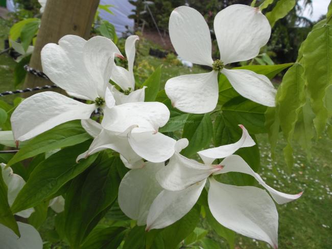 Cornus rutgersensis 'Ruth Ellen' (C. 'Rutlan')
