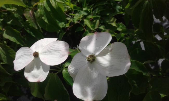 Cornus rutgersensis 'Stellar Pink' (C. ' Rutgan')