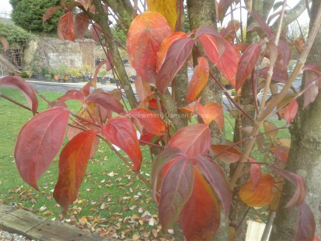 Cornus rutgersensis 'Stellar Pink' (C. ' Rutgan')