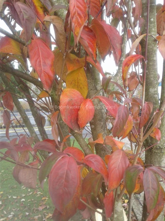 Cornus rutgersensis 'Stellar Pink' (C. ' Rutgan')