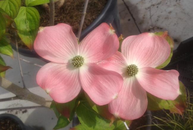 Cornus rutgersensis 'Stellar Pink' (C. ' Rutgan')
