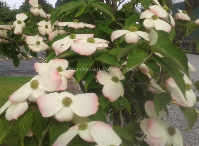 Cornus rutgersensis 'Stellar Pink' (C. ' Rutgan')