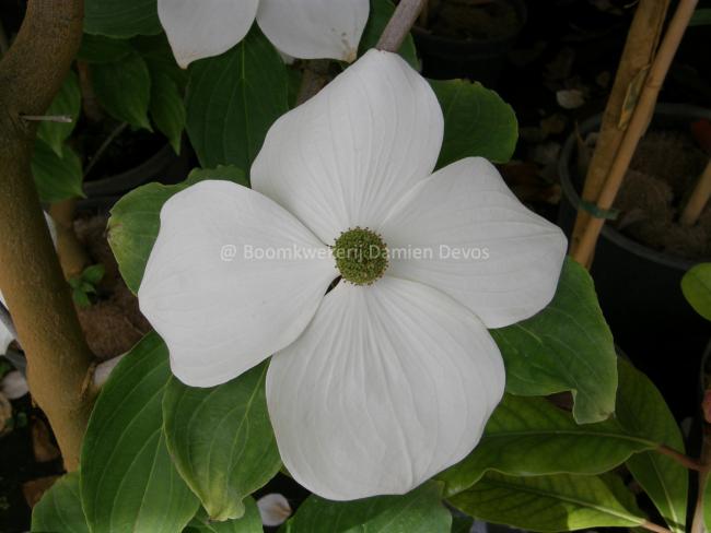 Cornus 'Starlight' ( 'KN4-43' ® )