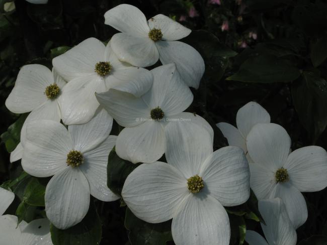 Cornus 'Starlight' ( 'KN4-43' ® )