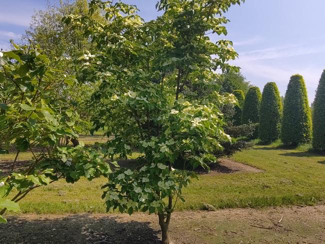 Cornus 'Starlight' ( 'KN4-43' ® )