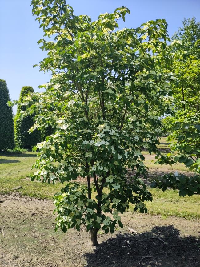 Cornus 'Starlight' ( 'KN4-43' ® )