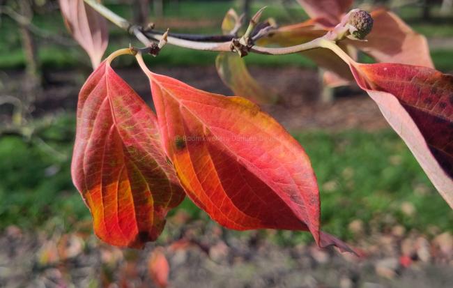 Cornus 'Starlight' ( 'KN4-43' ® )