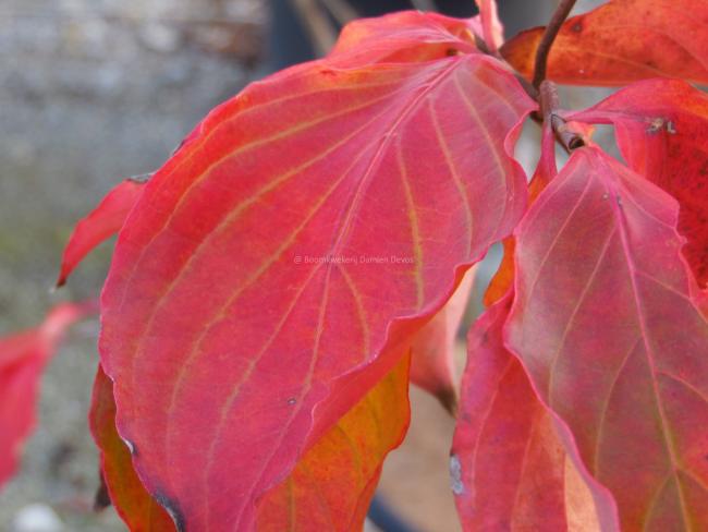 Cornus 'Venus' ( 'KN30-8' ® )