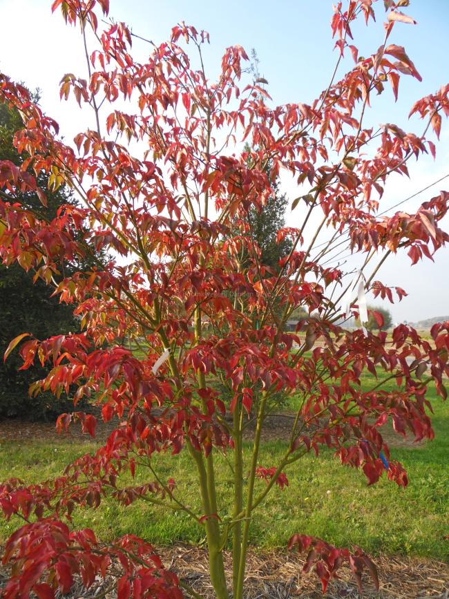 Cornus 'Venus' ( 'KN30-8' ® )