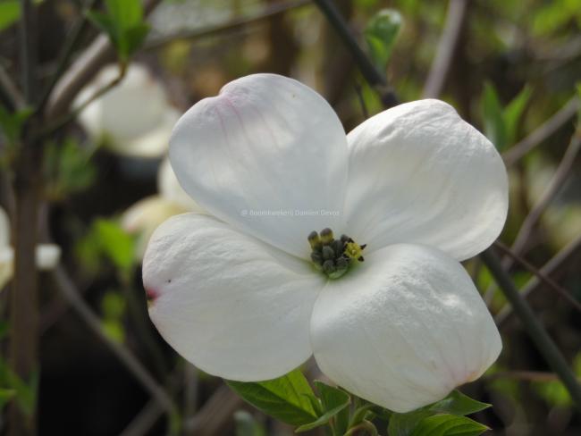 Cornus 'White Pagoda'