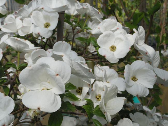 Cornus 'White Pagoda'