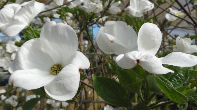 Cornus 'White Pagoda'