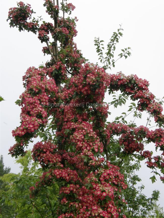 Crataegus laevigata 'Crimson Cloud'