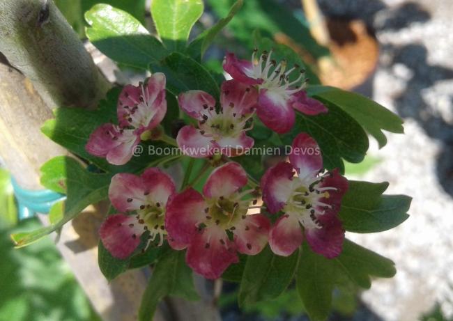 Crataegus laevigata 'Crimson Cloud'