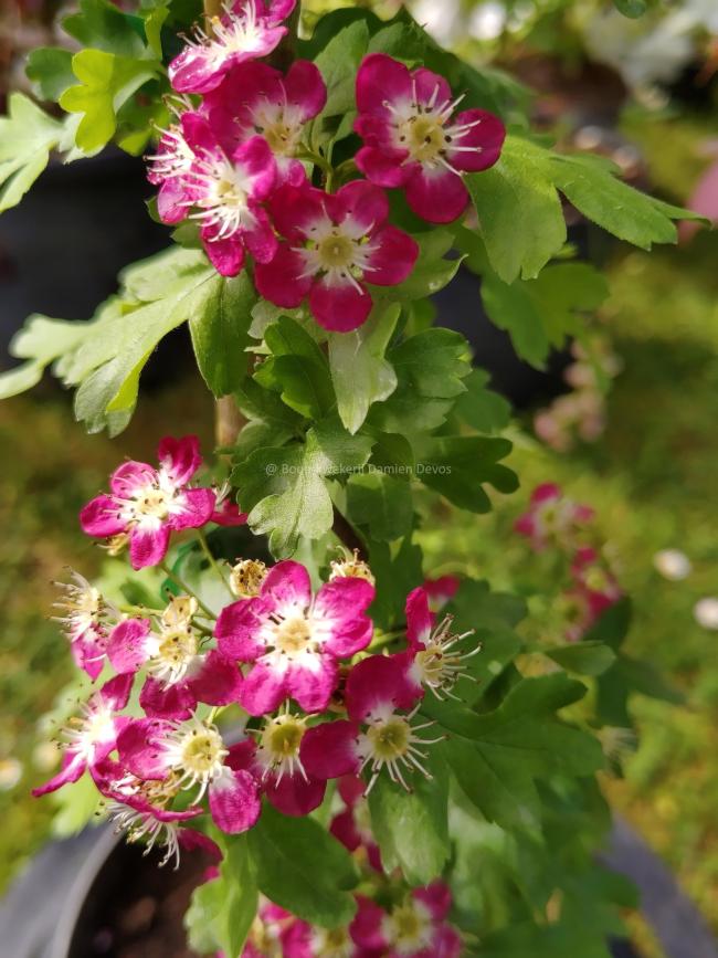 Crataegus laevigata 'Crimson Cloud'