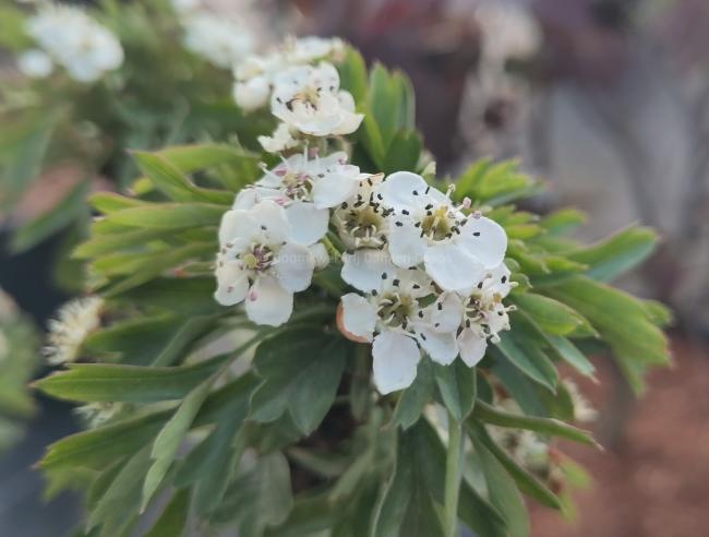 Crataegus monogyna 'Compacta'
