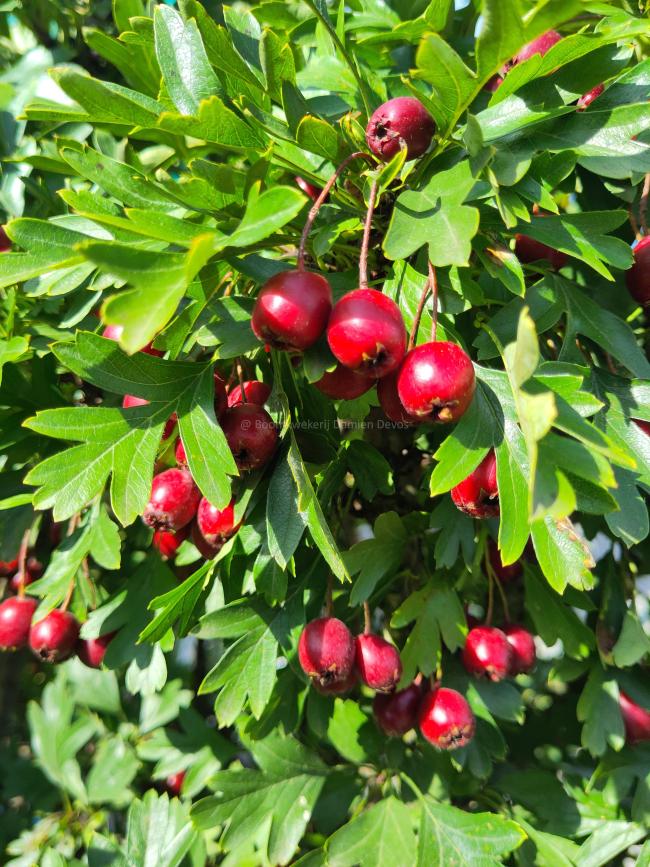 Crataegus monogyna 'Compacta'