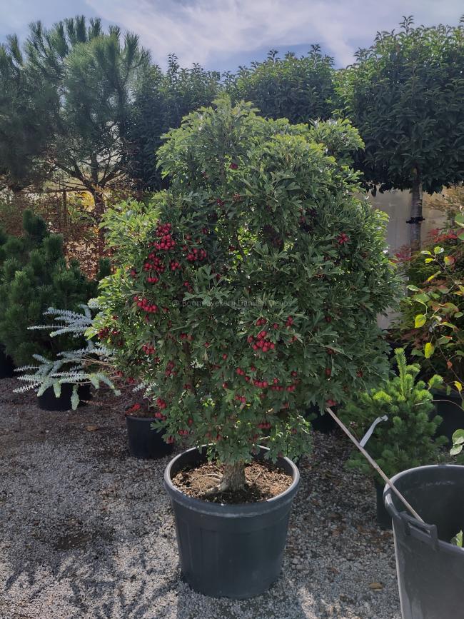 Crataegus monogyna 'Compacta'