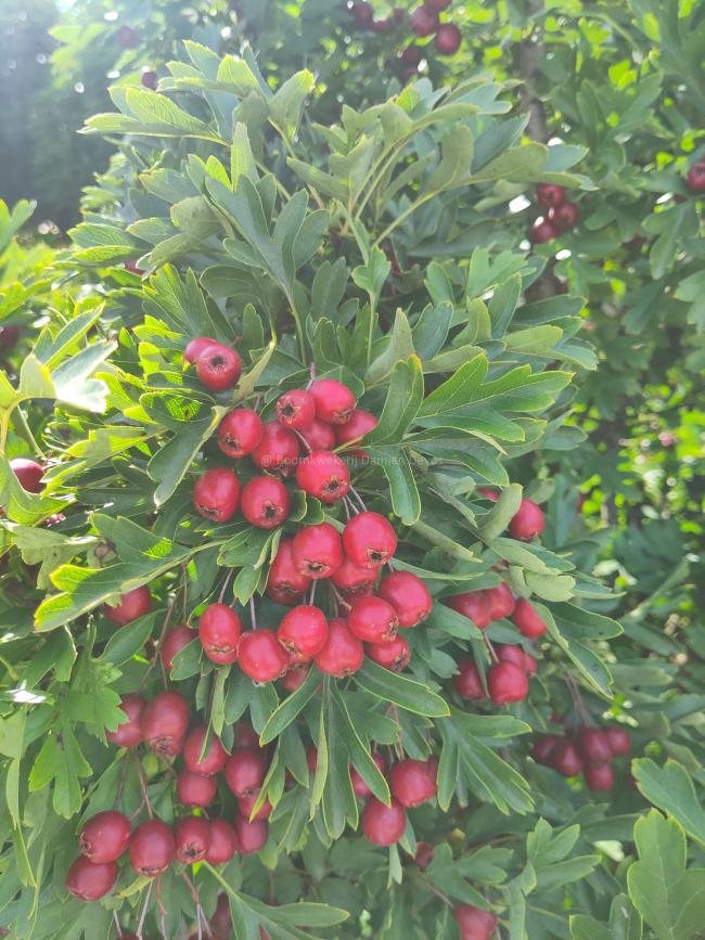 Crataegus monogyna 'Compacta'