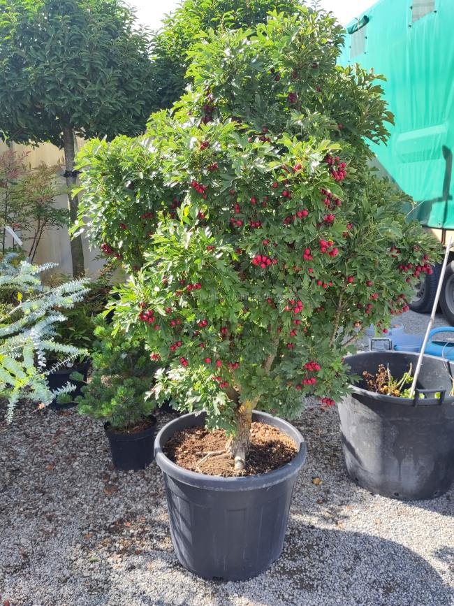 Crataegus monogyna 'Compacta'