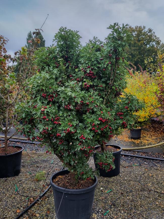 Crataegus monogyna 'Compacta'