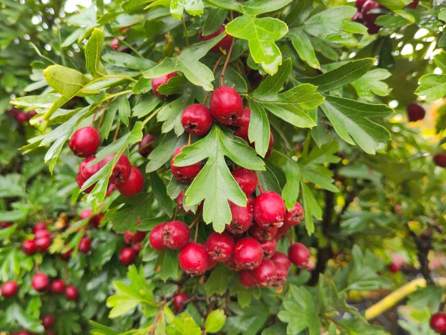 Crataegus monogyna 'Compacta'