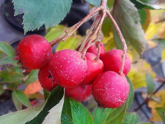 Crataegus pinnatifida 'Big Golden Star'