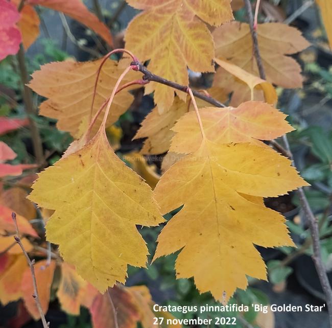 Crataegus pinnatifida 'Big Golden Star'