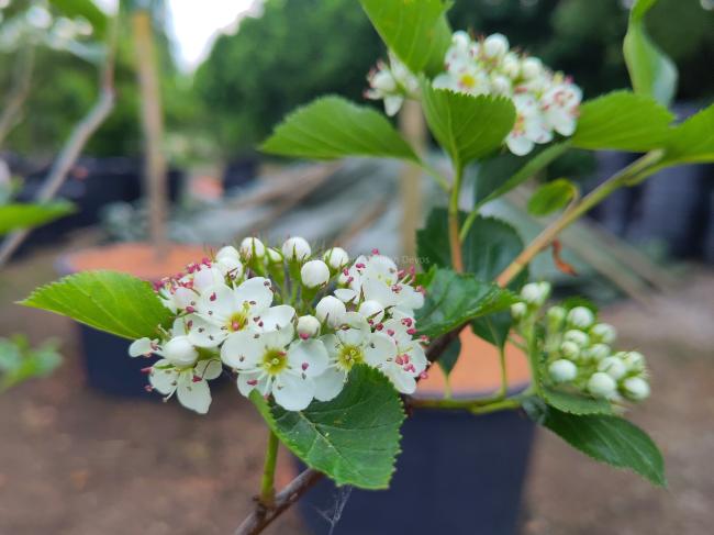 Crataegus persimilis 'Splendens'