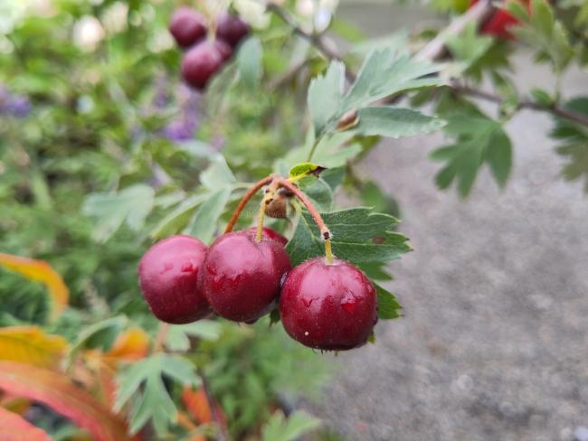 Crataegus schraderiana