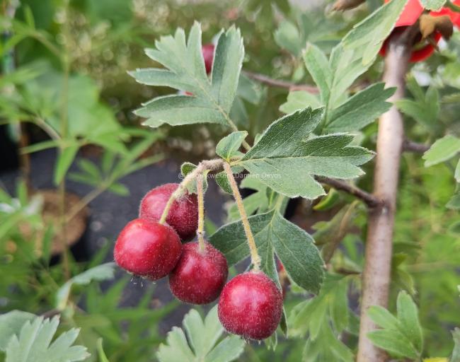 Crataegus schraderiana