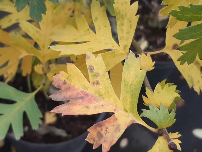 Crataegus schraderiana