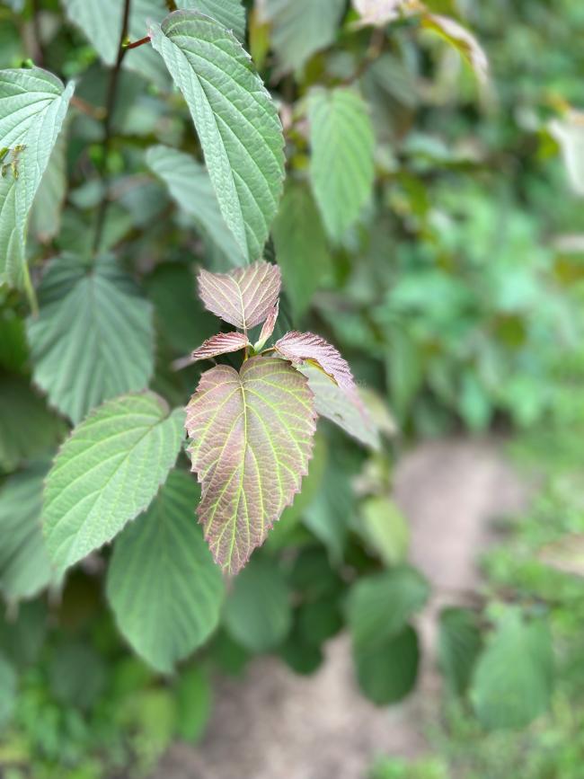 Davidia involucrata var. vilmoriniana