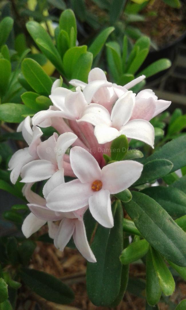 Daphne transatlantica 'Pink Fragrance' ®