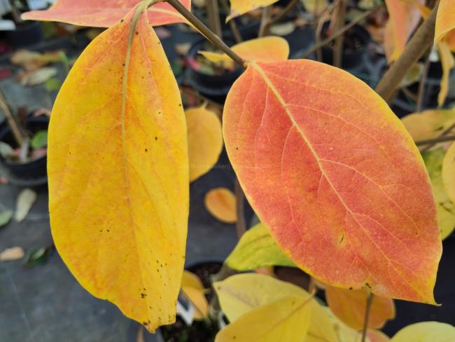 Diospyros kaki 'Nikita's Gift'