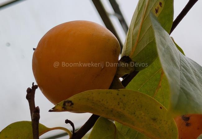 Diospyros kaki 'Sharon'