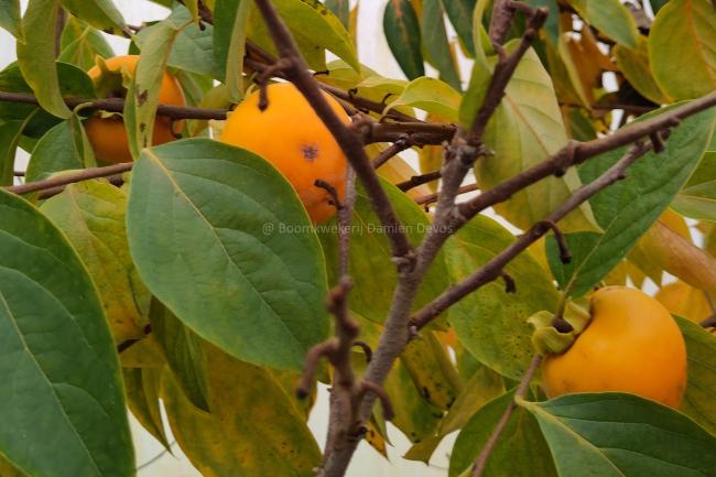 Diospyros kaki 'Sharon'