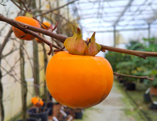 Diospyros kaki 'Vaniglia'