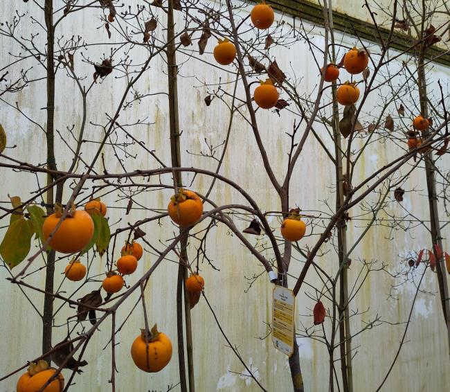 Diospyros kaki 'Vaniglia'