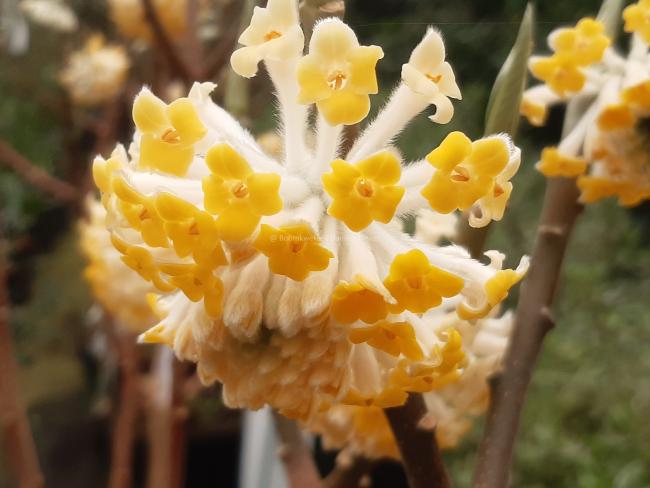Edgeworthia chrysantha 'Grandiflora'