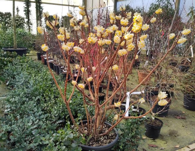 Edgeworthia chrysantha 'Grandiflora'