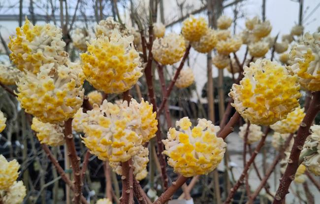 Edgeworthia chrysantha 'Grandiflora'