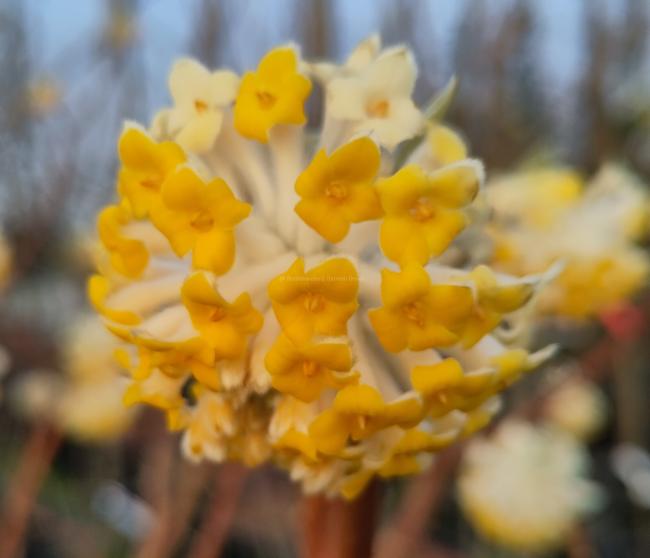 Edgeworthia chrysantha 'Grandiflora'