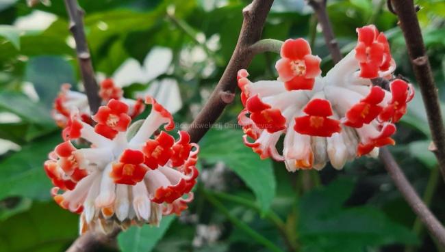 Edgeworthia chrysantha 'Red Dragon'