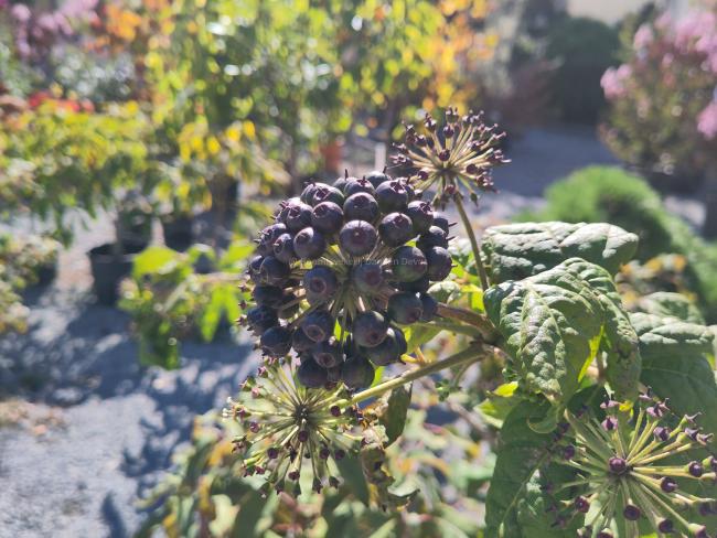 Eleutherococcus henryi